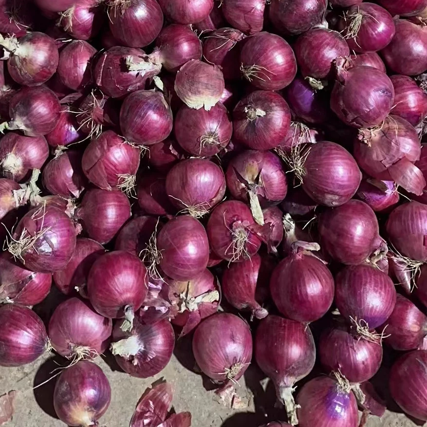 High Quality Fried Onion - Best Price Agricultural From china supplier