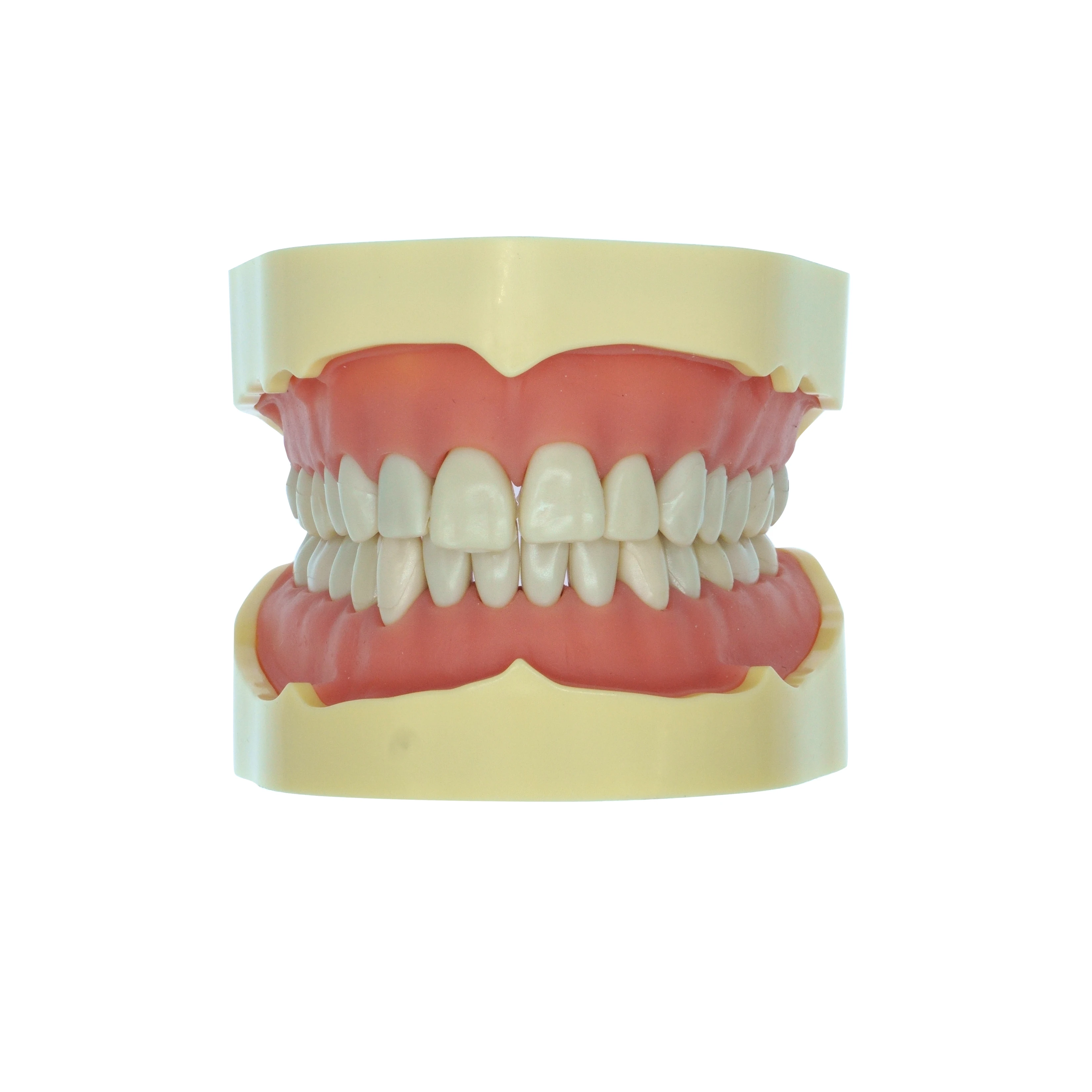 Зубные зубы из смолы для стоматолога модели обучения ротовой полости