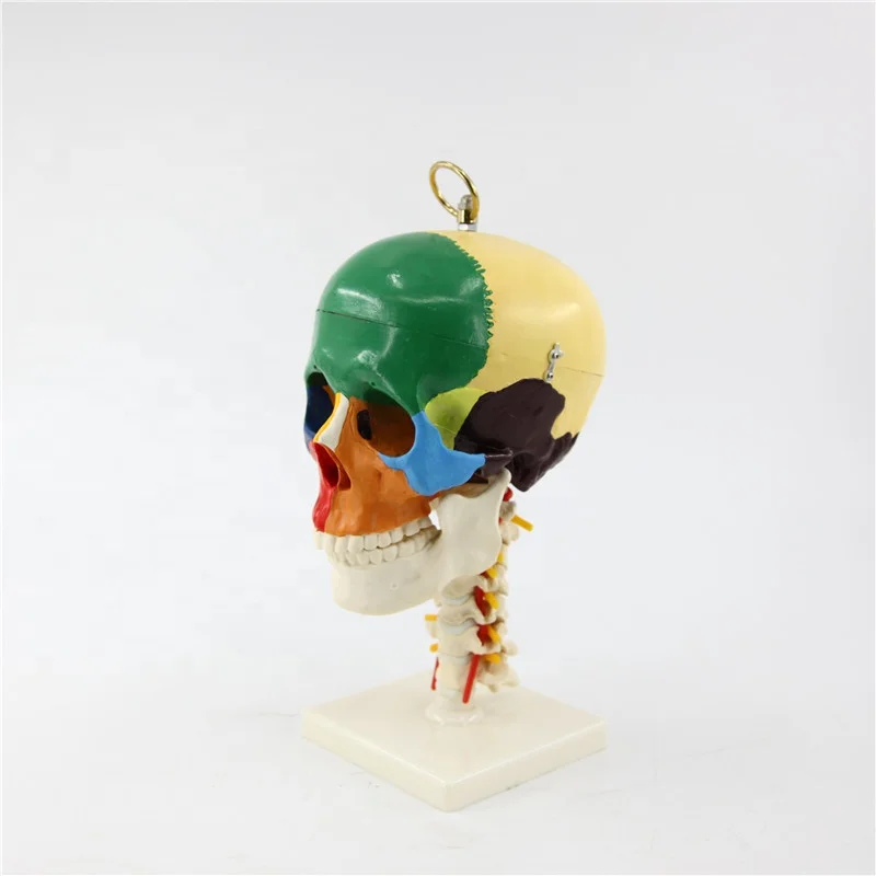 Advanced quality anatomic skeleton life-size plastic colorful human skull model 4 parts medical model