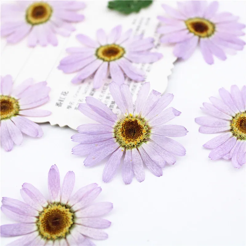 I630 Margaret Dried Pressed Natural Flowers Petal for Handmade Craft and Bookmark Paper Lamp Decoration