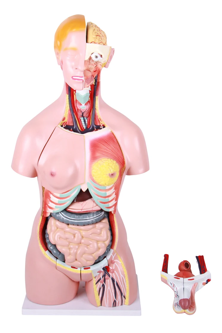 human anatomy torso anatomical model