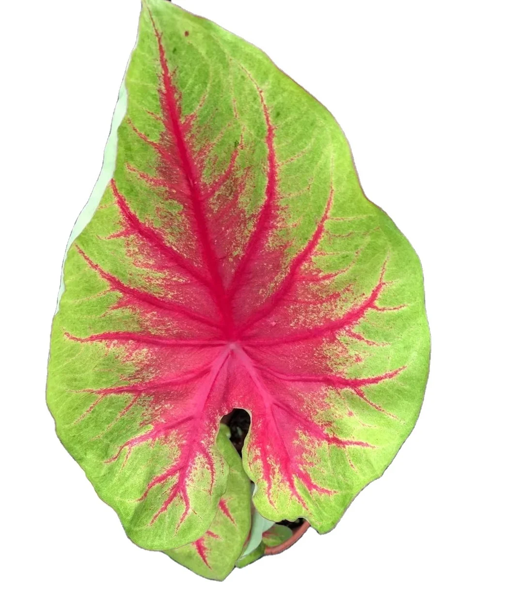 
wholesale ins promotion high quality mul-color Caladium ornamental live plant bonsai for decorative foliage plant 