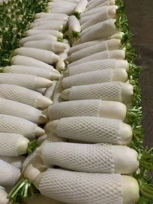 2022 GAP Chinese Fresh White radish direct manufacture  Shandong Xiamen new crop high quality