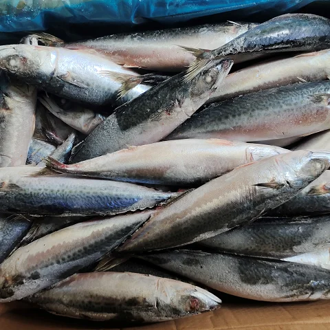 Frozen Pacific Mackerel Fish With Factory Wholesale
