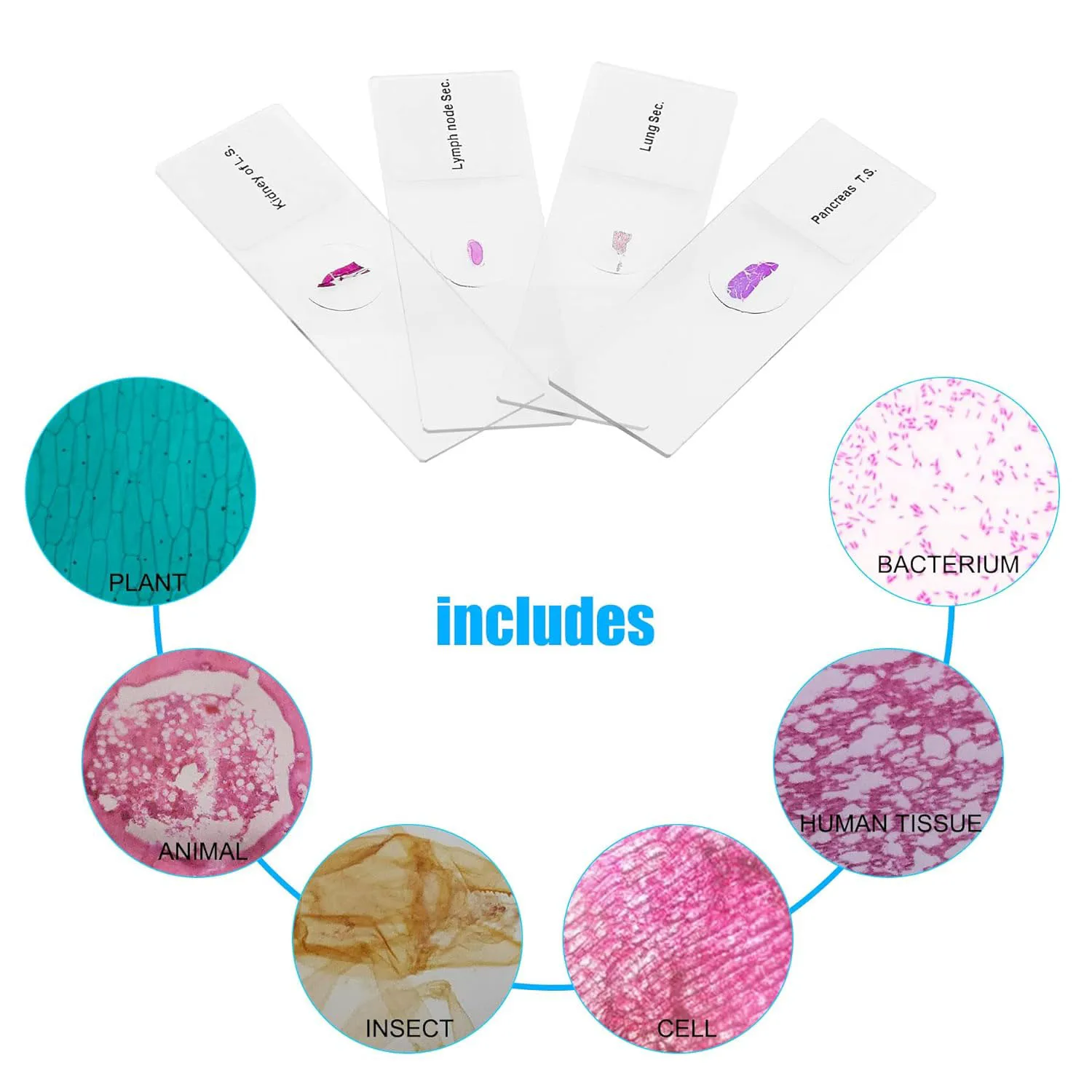 Preparation of Microscope Slides Maize Botanical Plants for Teaching and Research