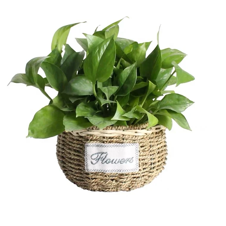 Straw Hanging Plant Potl Flower Bucket  Flower Pot China Carbon Mirror Green Customize style