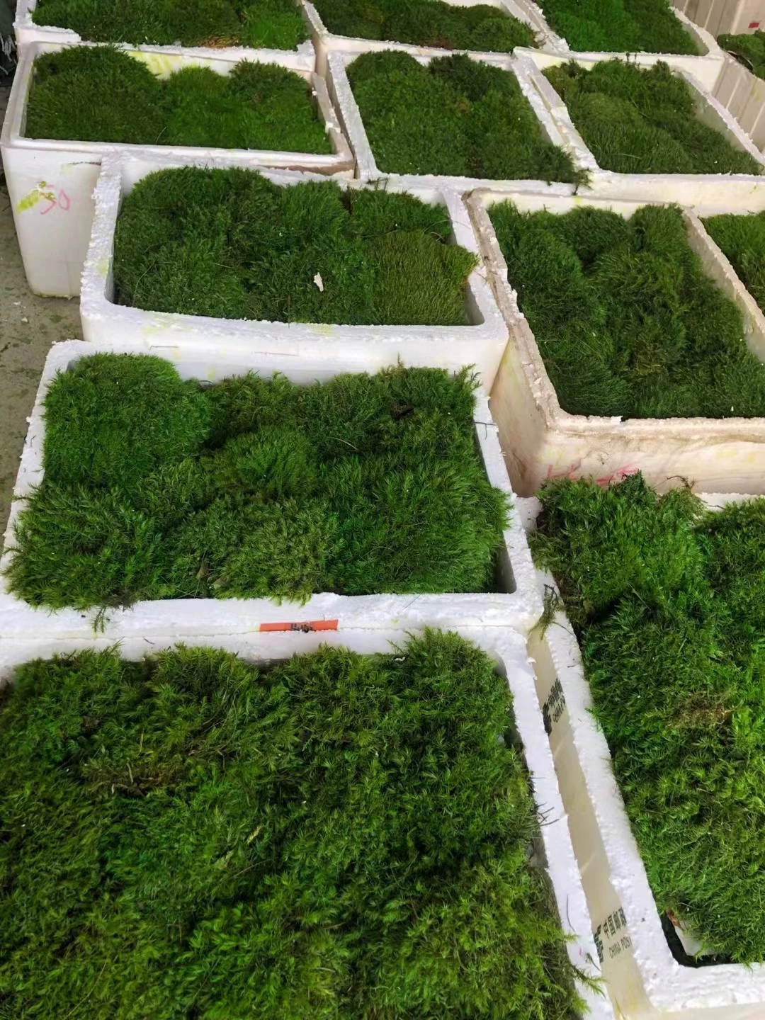 Green moss decorative preserved artificial moss wall custom-made preserved moss wall