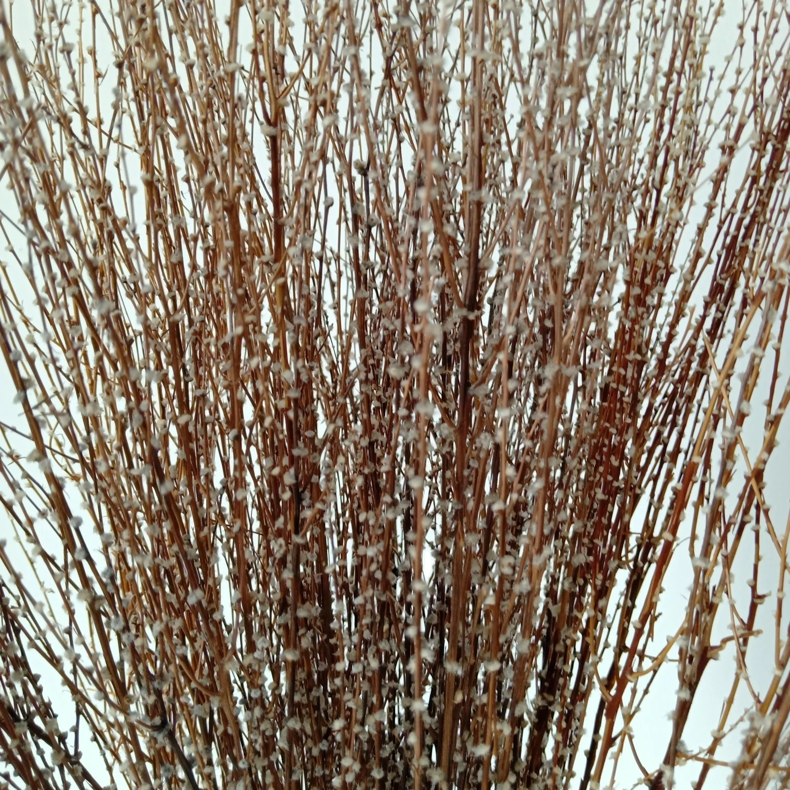 dried natural snow grass flower,natural tree twig for home decoration and floral arrangement