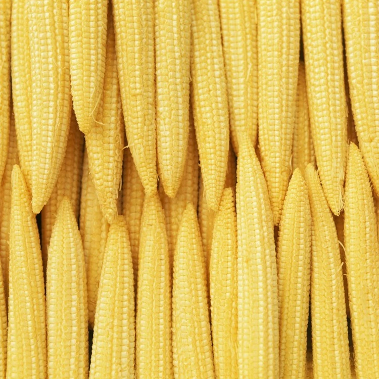 Factory price canned baby corn canned vegetable