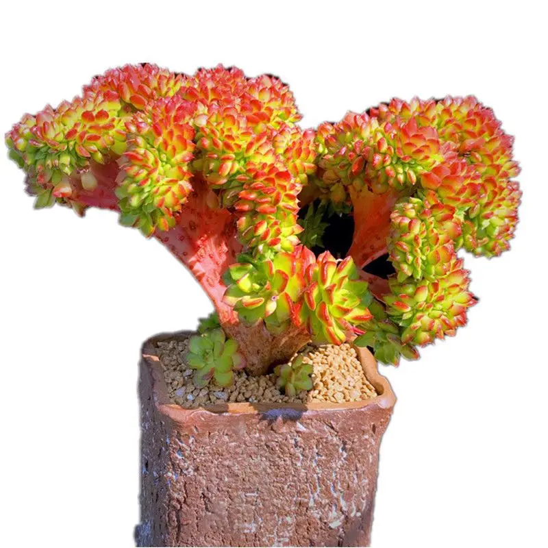 Stylish Simulation Echeveria Succulent Plants Live Natural Color Bonsai Artificial Green Succulent Plants