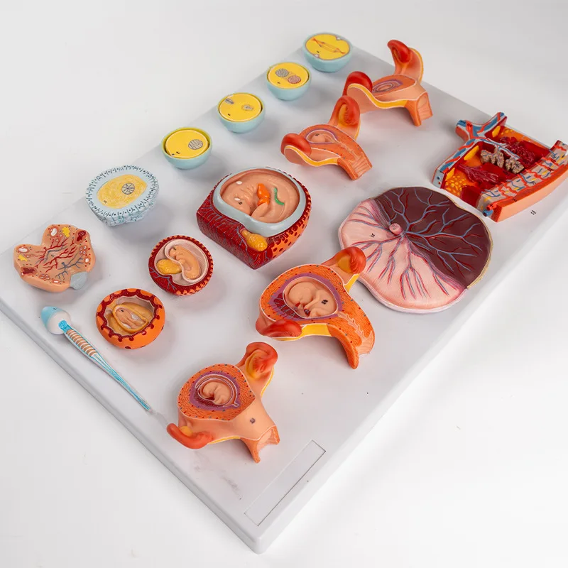 Medical science Model of human fertilization and early embryo development process Gynecological family planning display specimen