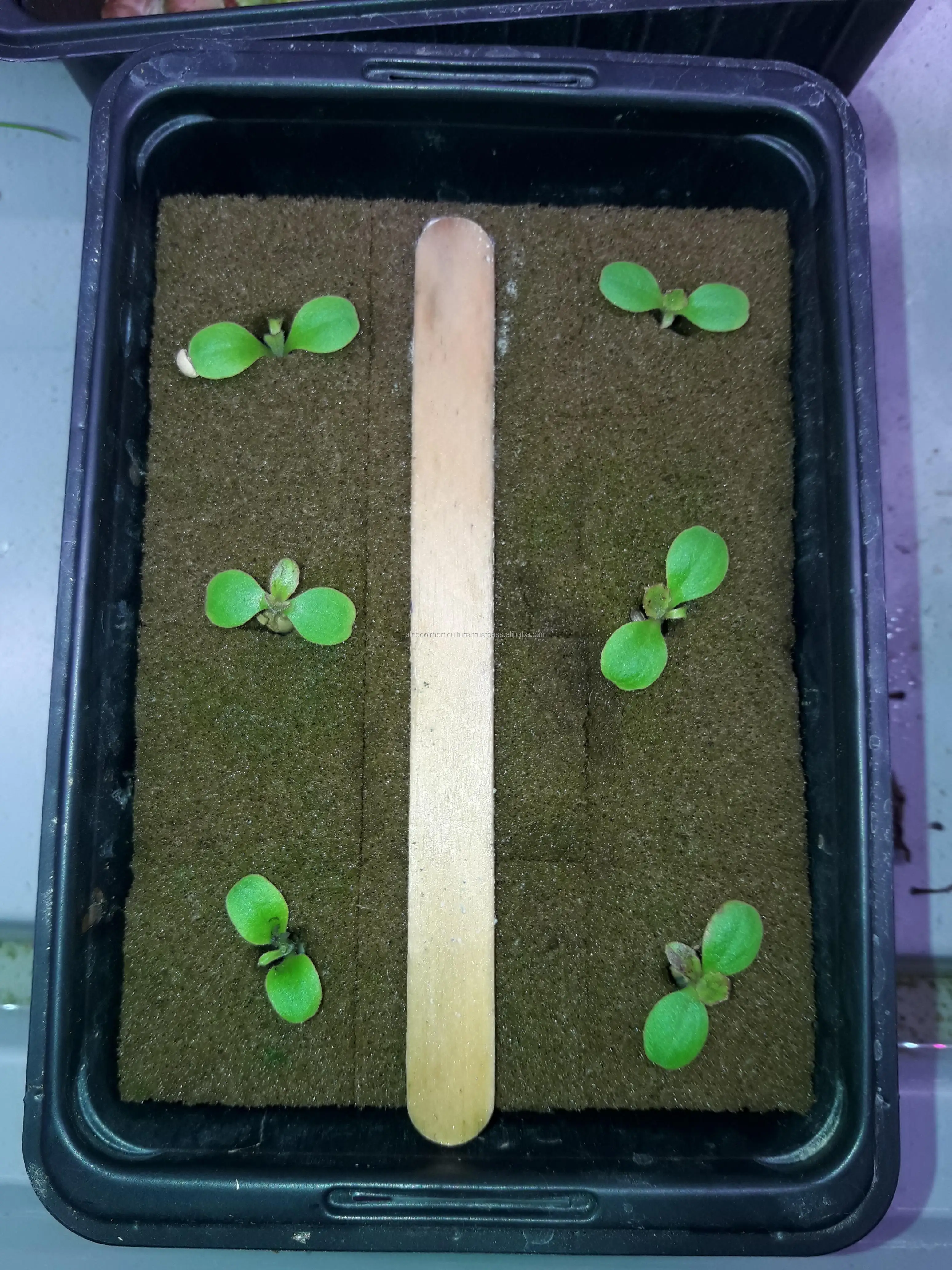 Cocopeat importers in California