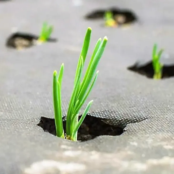 Plant Cover PP Spunbond Nonwoven Fabric for Garden Agriculture Cover Non-woven Fabric Biodegradable Anti Frost Pests Damage