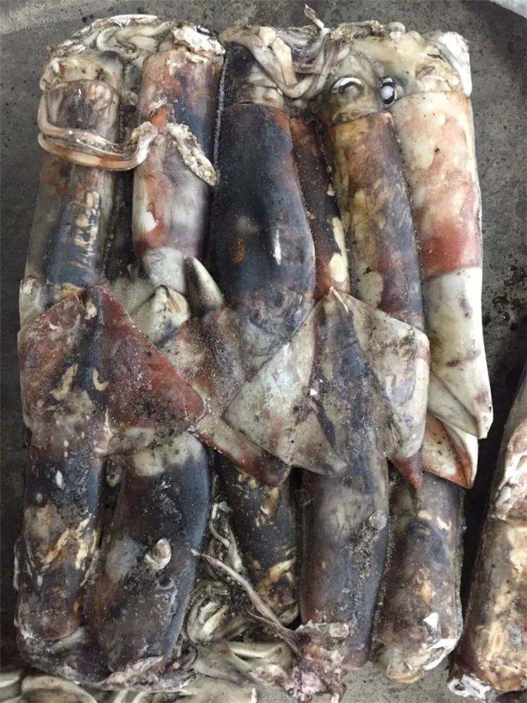 Тушки круглая кальмара Перу кальмар dosidicus gigas