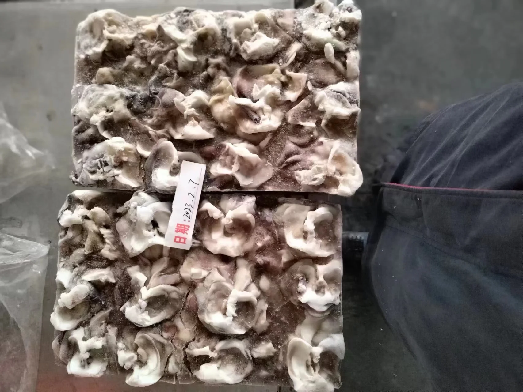 Frozen Cut Open Block Frozen Size 500 Giant Squid Neck for Thailand Market