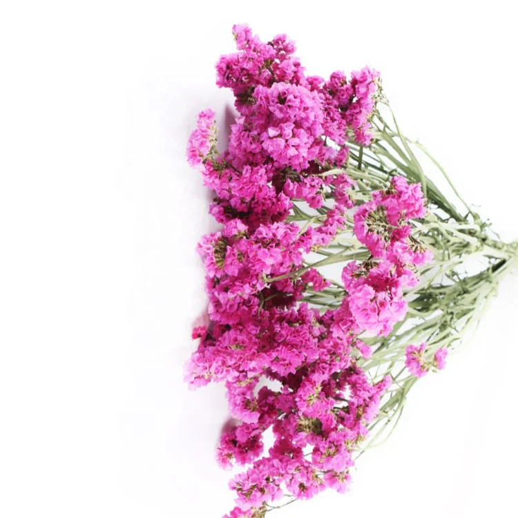 Wholesale Hot Selling Preserved Fresh Flowers Forget-me-not for Decoration