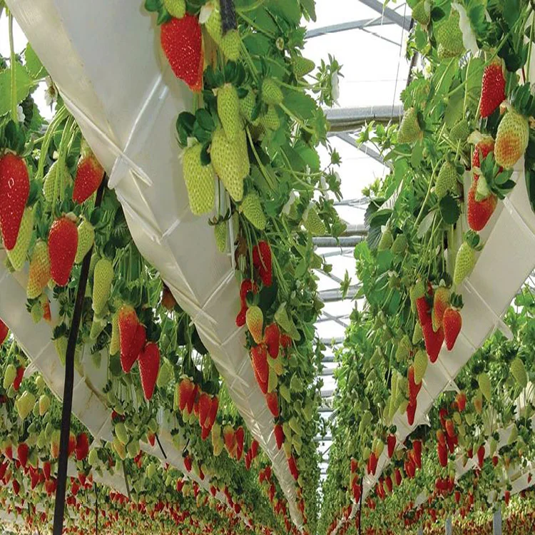 Farming Singlespan Tunnel Greenhouse with Irrigation and Hydroponic Growing System