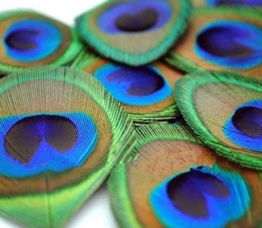 Большой натуральный павлинье перо для продажи карнавал дома свадьбы в центре рождественского праздничного декора самодельный цветочный костюм