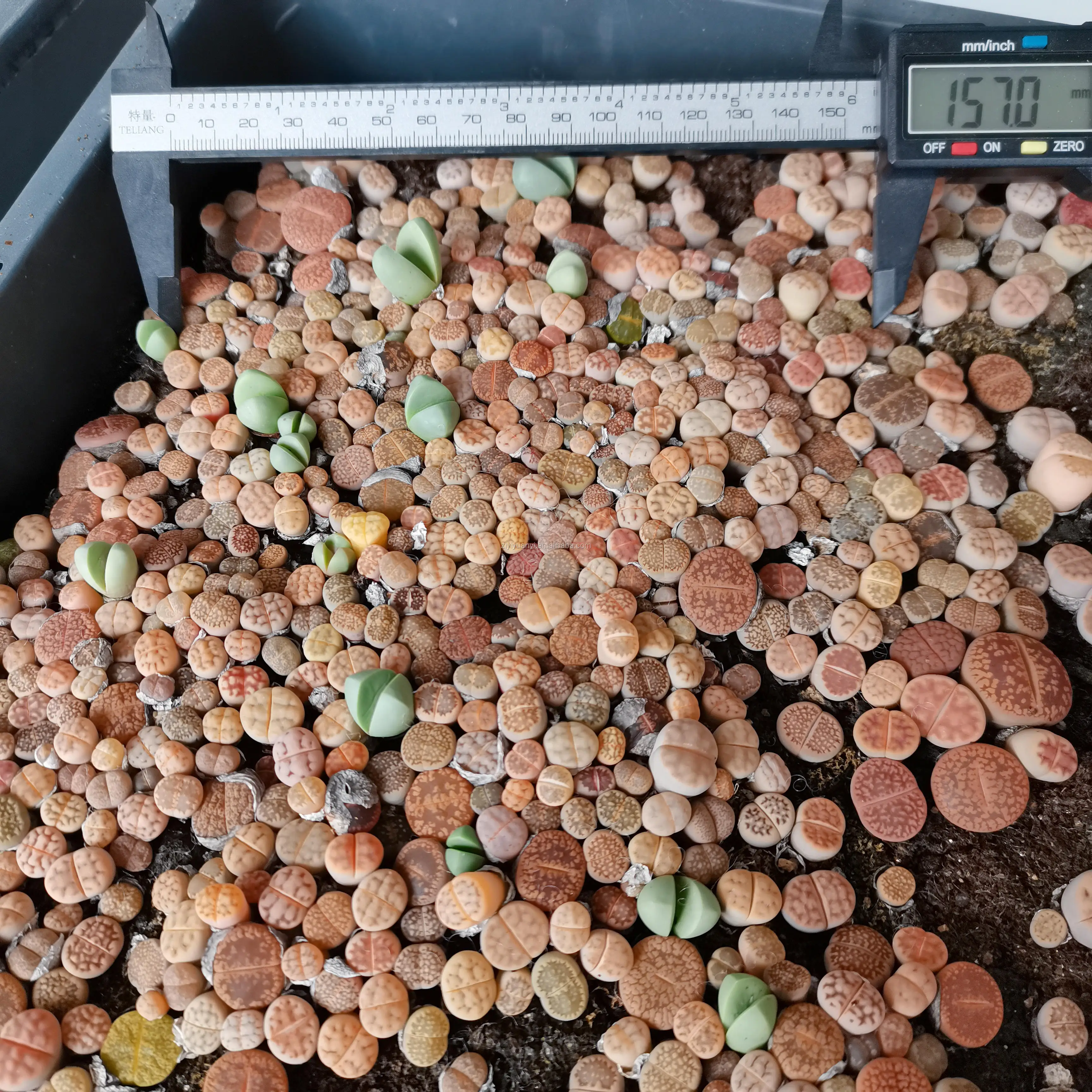 
wholesale Lithops live plants MIni lesliei Lithops Stone flower seedling plants 37*30cm tray pots lithops for sale 