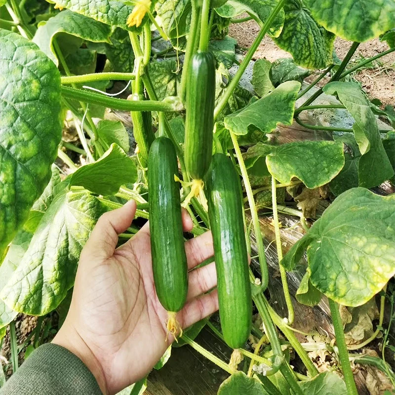 
From the Netherlands mini hybrid fruit cucumber seeds cucumber seeds 
