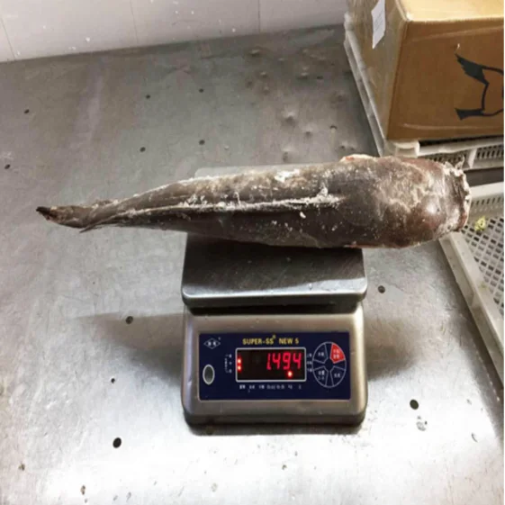 High quality frozen whole round Catfish (including dry catfish)