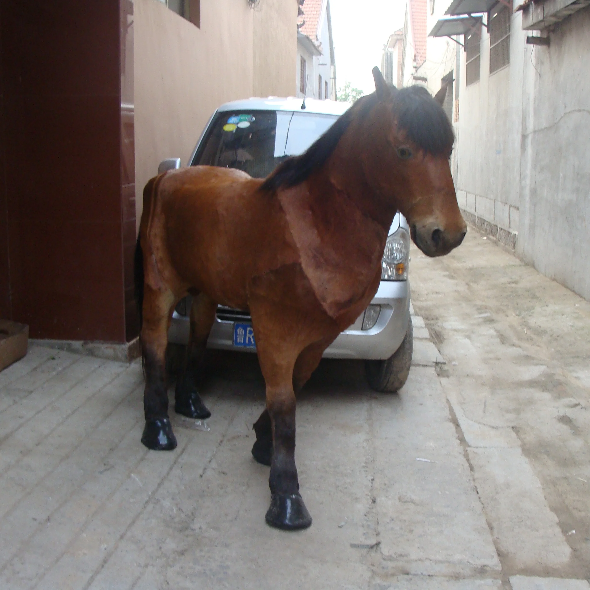 1:1 Simulation Horse Model Animal Specimen Horse  Fur Animal Leather Specimen Horse Ornament