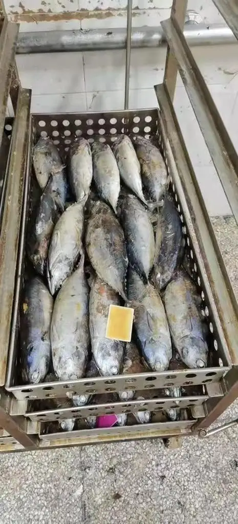 Best price Seafood Frozen Whole Round Bonito Tuna Fish Skipjack