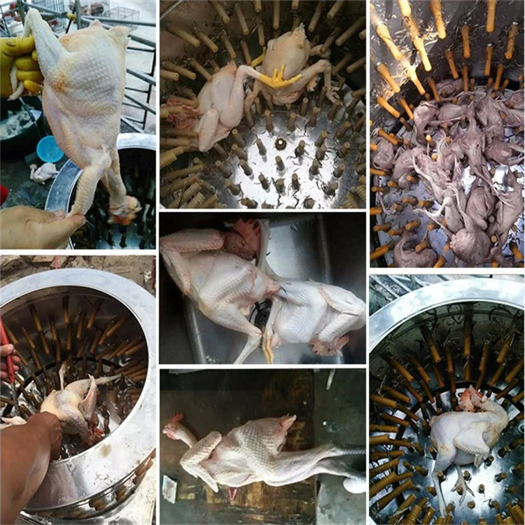 Easy operation abattoir equipment chicken plucker fowl feather removal machine