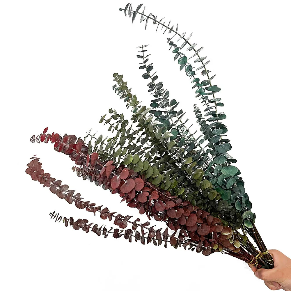 Wholesale decorative flowers Preserved  Dried flower  Everlasting Plants dried eucalyptus leaves Preserved Eucalyptus leaves