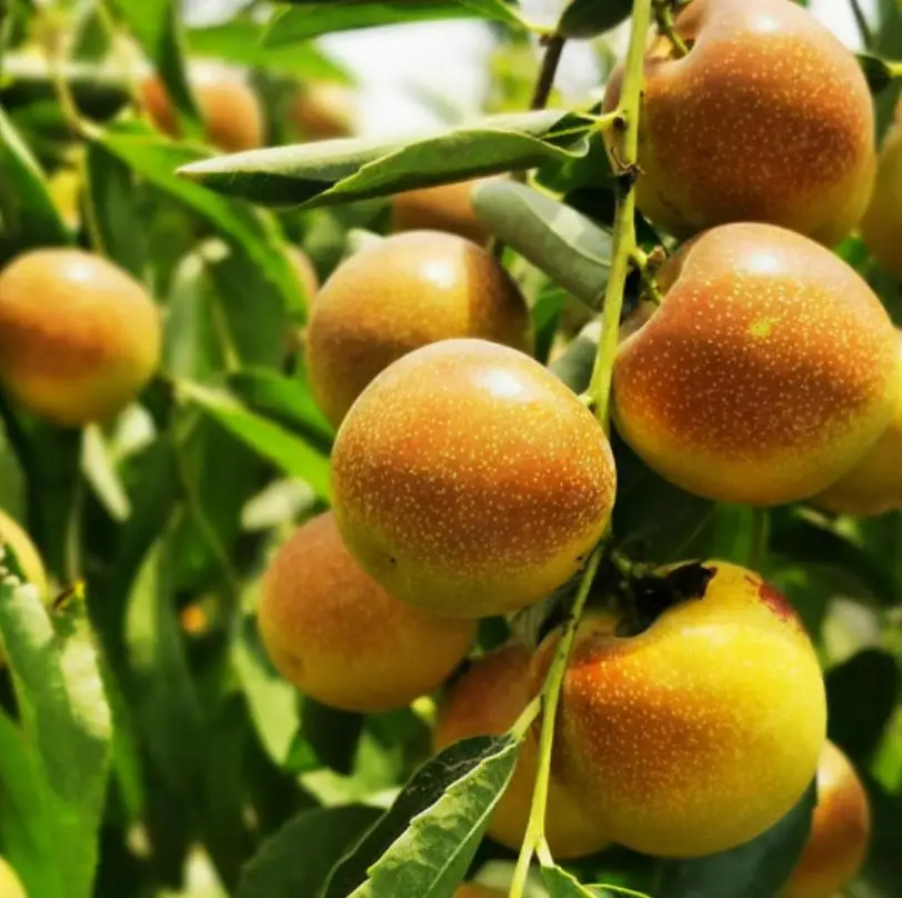 
Hot selling Chinese Fresh winter jujube /Dates fruits for export fruits market 