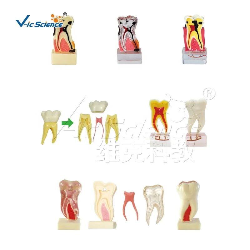 Stainless Steel Carvers for Special Dental Practice School Education