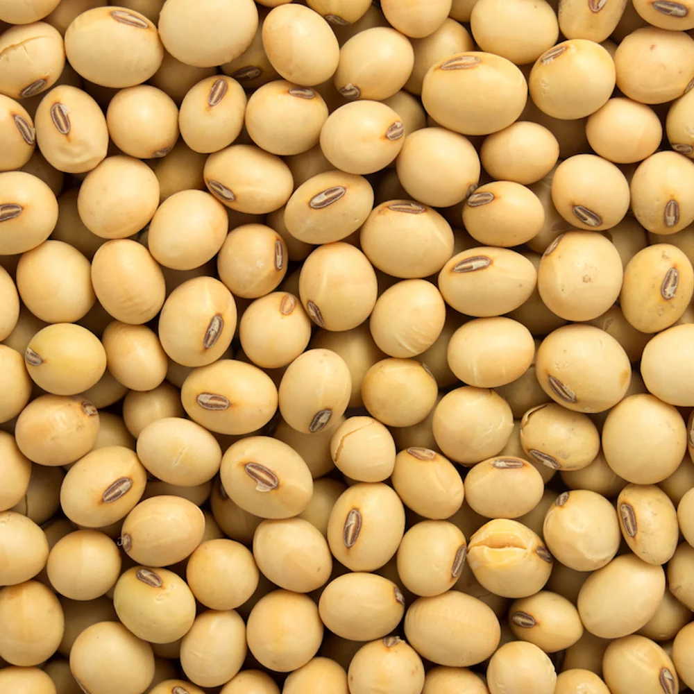 
Top quality Non GMO Soybean, Soybean seeds,Organic soybean seeds 