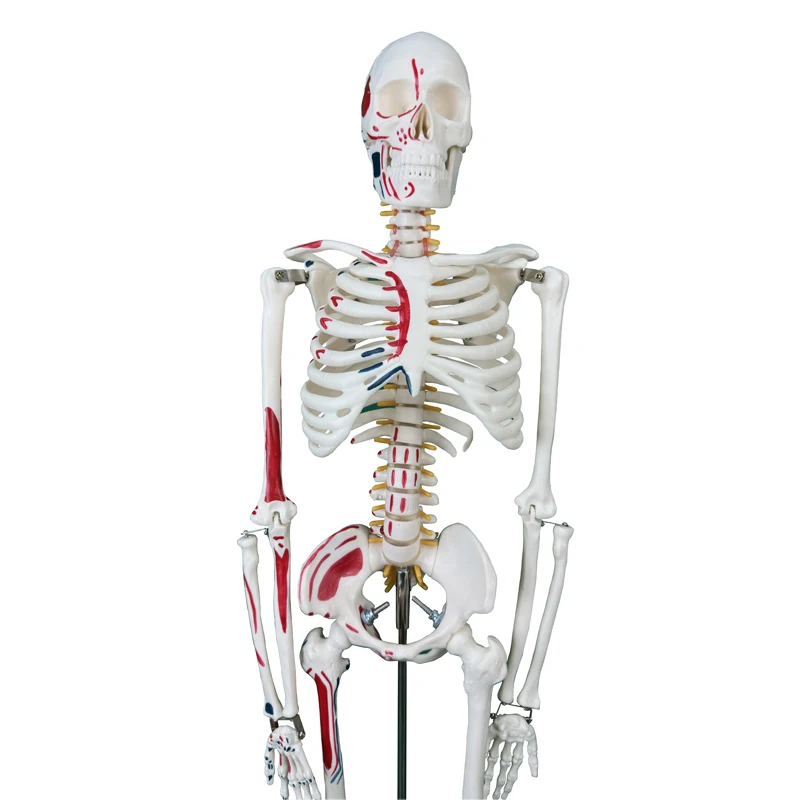 Anatomy Model High Quality 85CM Human Bone Skeleton With Neurovascular and Muscle Start End Points Teaching Resources