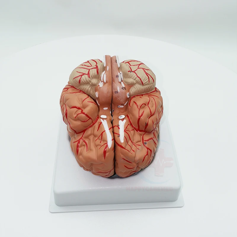 HC-S246 Human brain model anatomy Cerebral artery model head with cerebral artery model