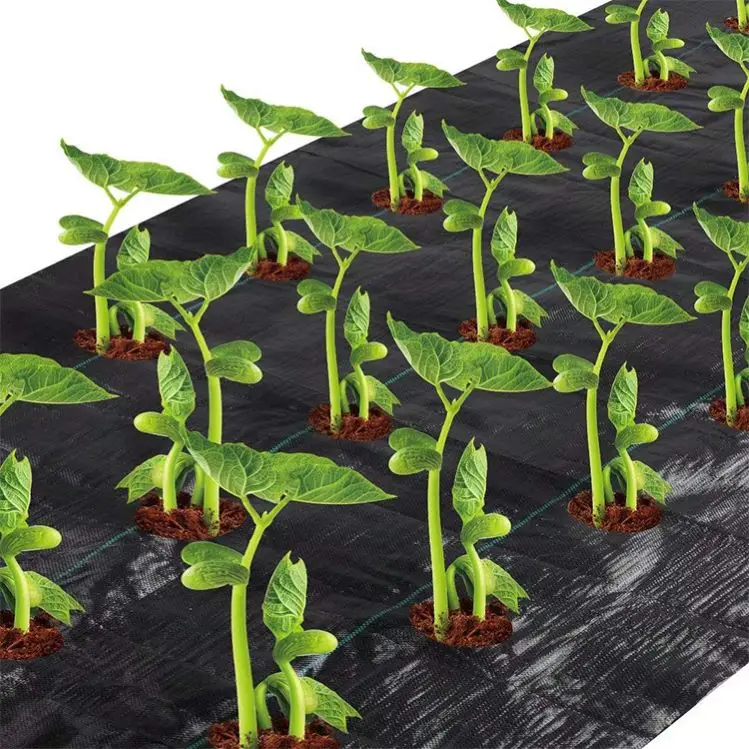 Agricultural Polypropylene Ground Cover Mesh Black For Flower Bed