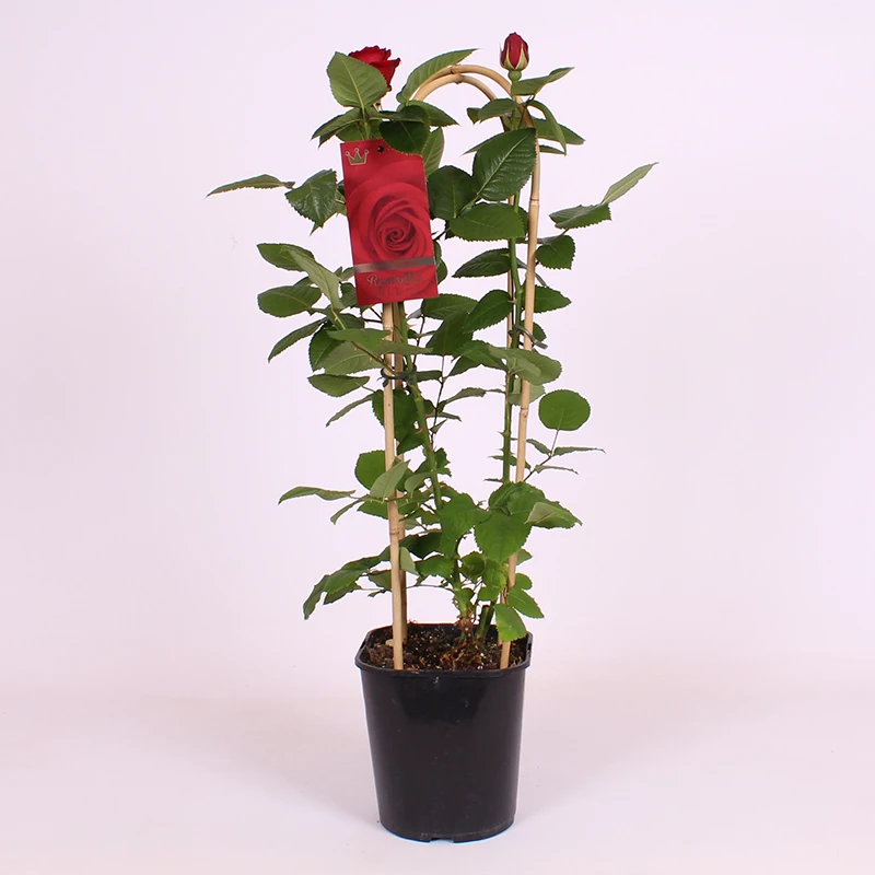 Plastic label for plant flower tag identify marker  flower name hang tag