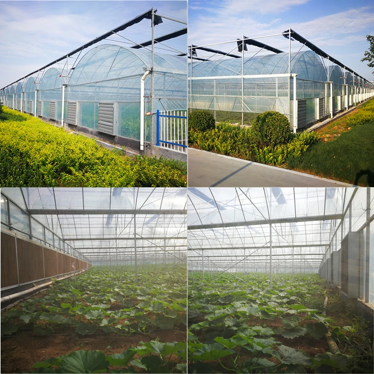 multi  span greenhouse 1.jpg