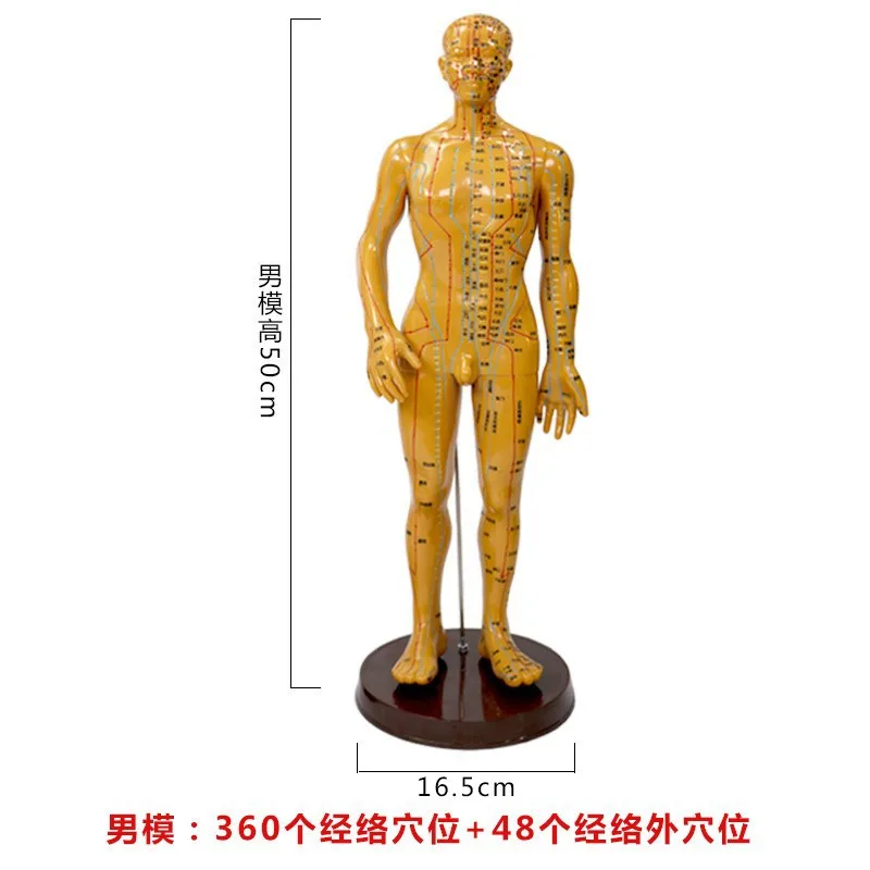 50cm Clear teaching model point male and female model human body model acupuncture figure Chinese PVC medicine lettering
