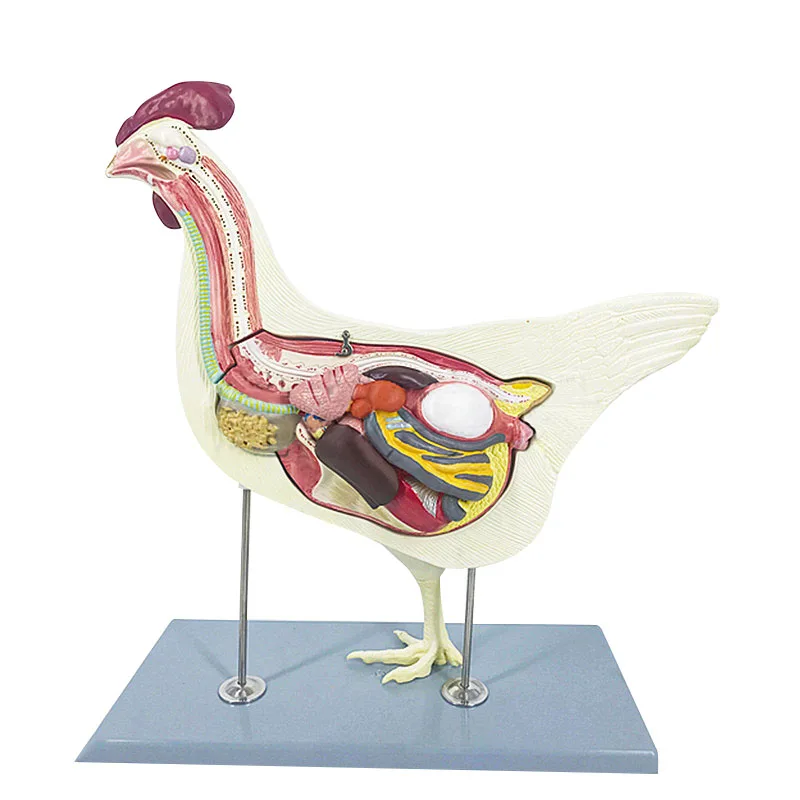 Анатомическая модель курицы анатомическая животного пластиковая медицинская