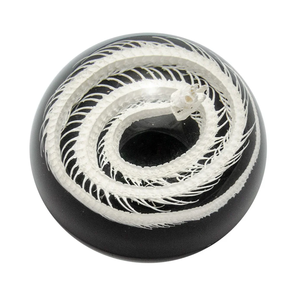 taxidermy specimen manufacturer new design custom crystal clear transparent real snake skeleton resin half dome paperweights