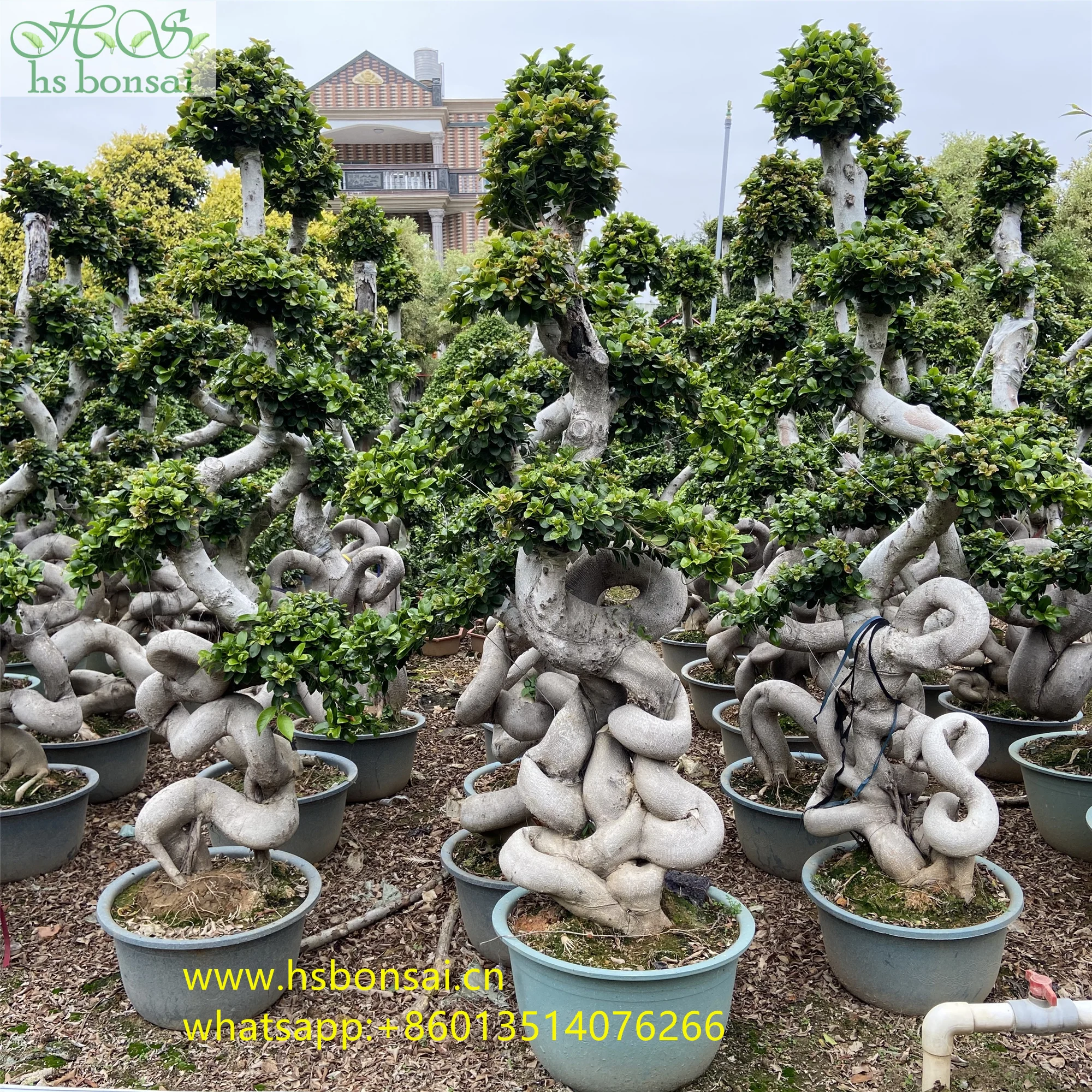 
Beautiful FICUS MICROCARPA ,Chinese Banyan ,Ornamental plants ficus bonsai plants drago shape 
