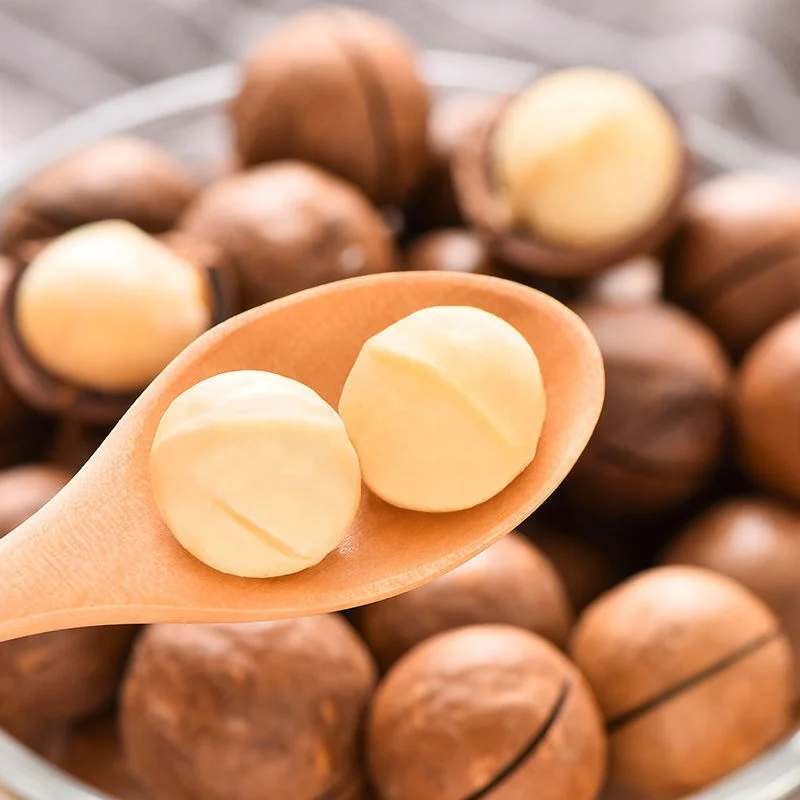 Top Grade Roasted macadamia 100% Natural export macadamia kernels OEM package and flavor