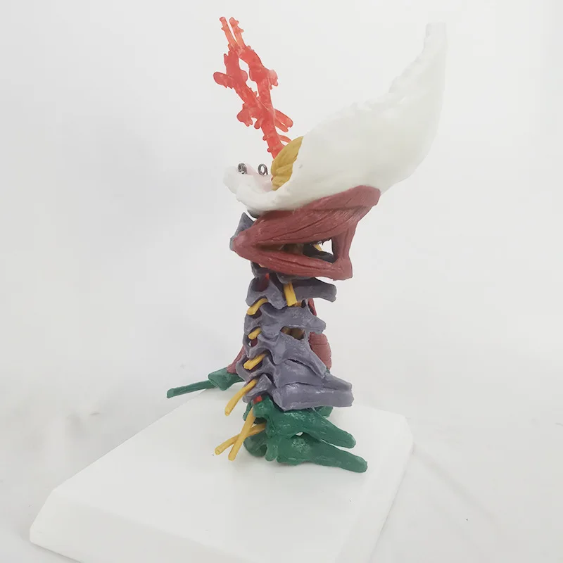 Life Size Colored Cervical Vertebra Model With Nerves and Muscles