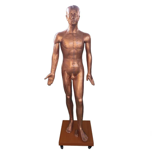 Китайская медицинская акупунктурная обучающая модель акупунктурная модель для медицинских целей