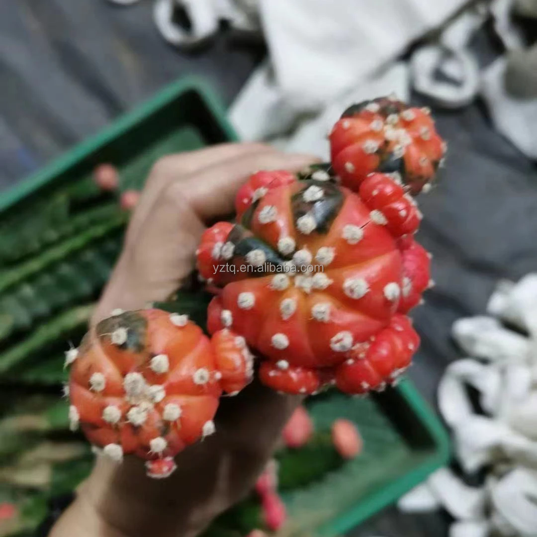 Live plants Wholesale red color astrophytum colorful grafted live cactus indoor outdoor Thailand succulent nursery cactus plant