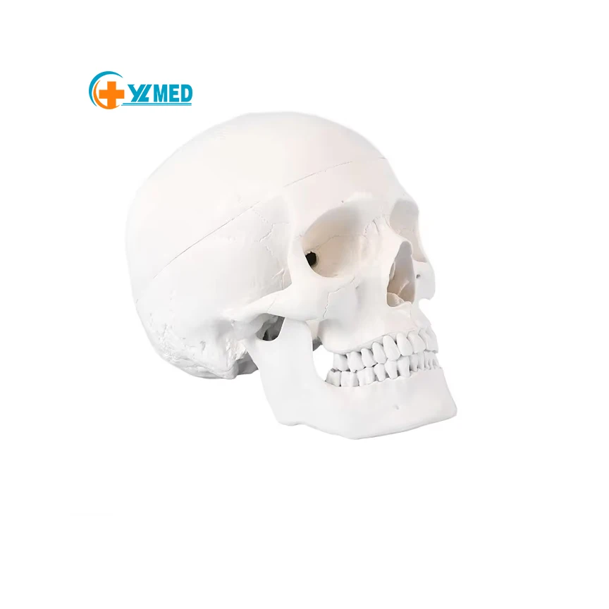 Медицинские образовательные ресурсы анатомическая модель человеческого черепа скелета маленькая