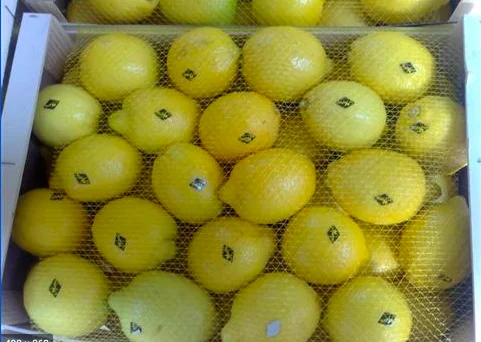 
Wholesale high quality fresh citrus fruit tasty yellow lemons 