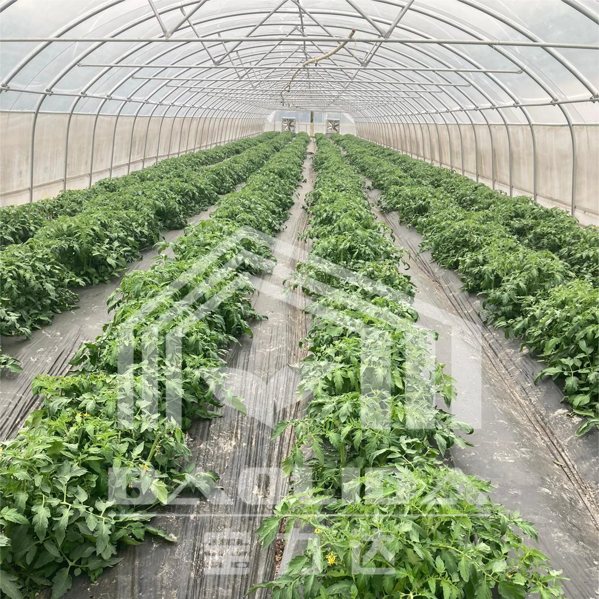 High tunnel single span single layer serre agricultural greenhouses plastic film serre agricole prix for tomatoes