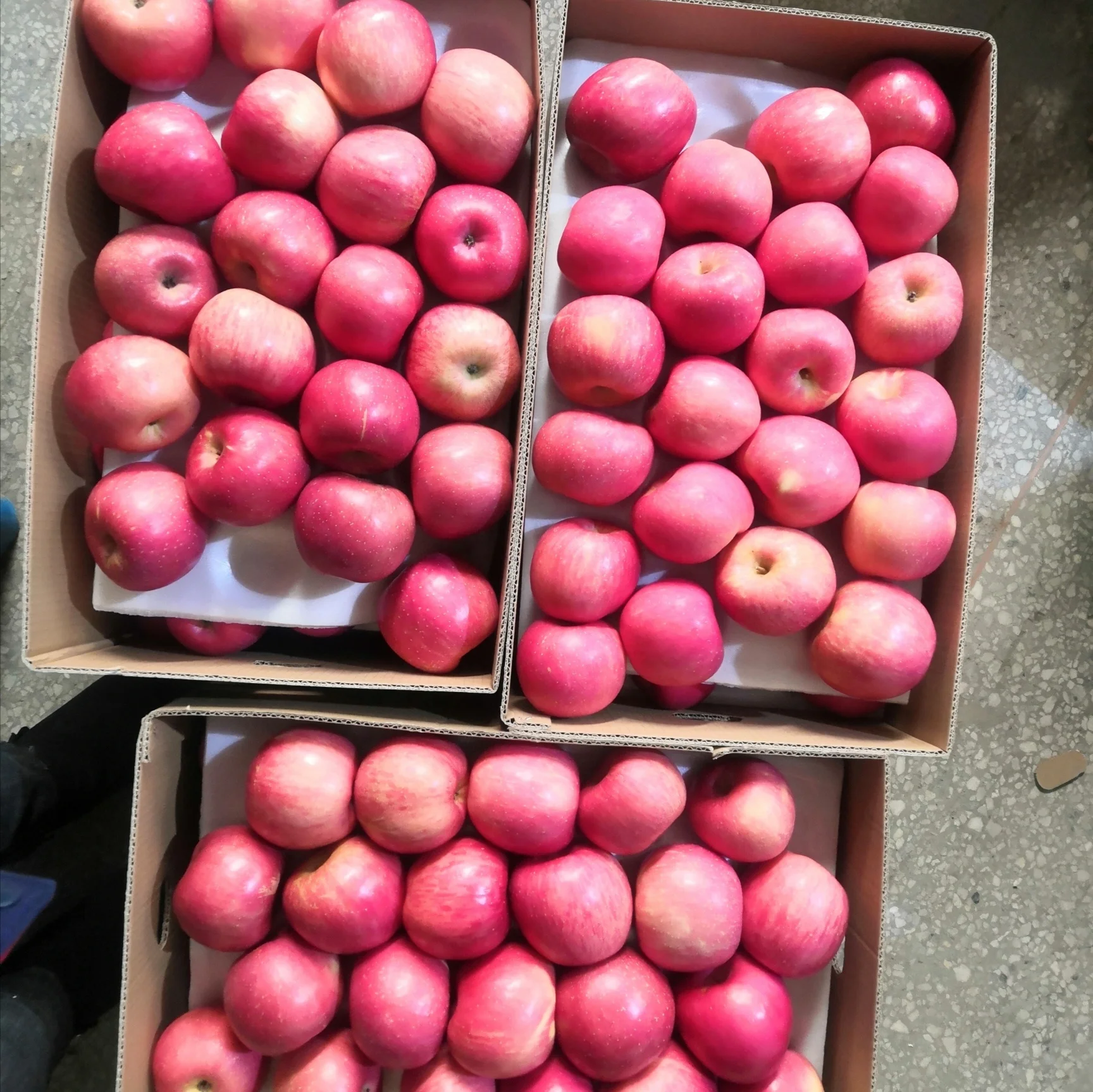 Chinese Popular Children Like Fruit Delicious Juicy Fuji Apple