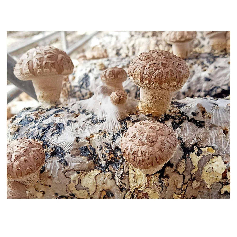 
Shiitake mushroom growing kit customizable shiitake mushroom spawn 